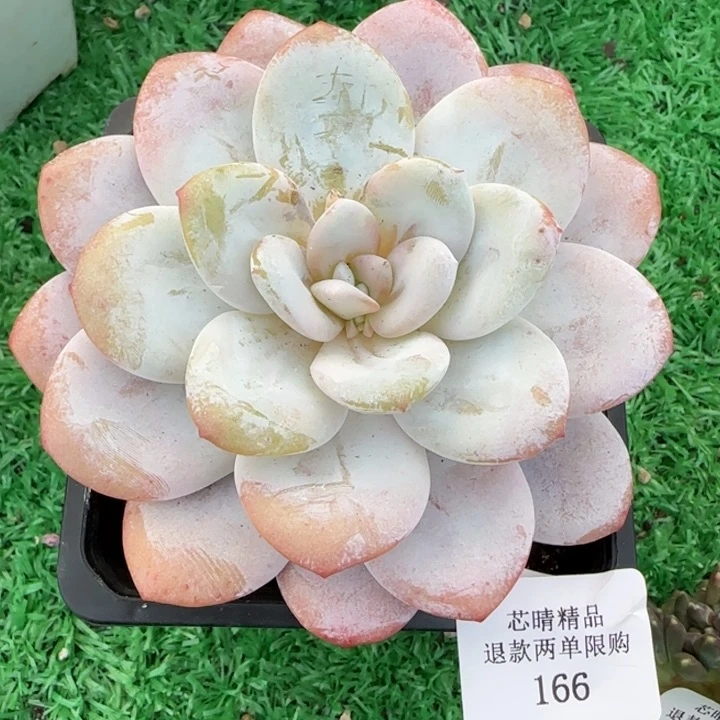 闪购精品多肉166号