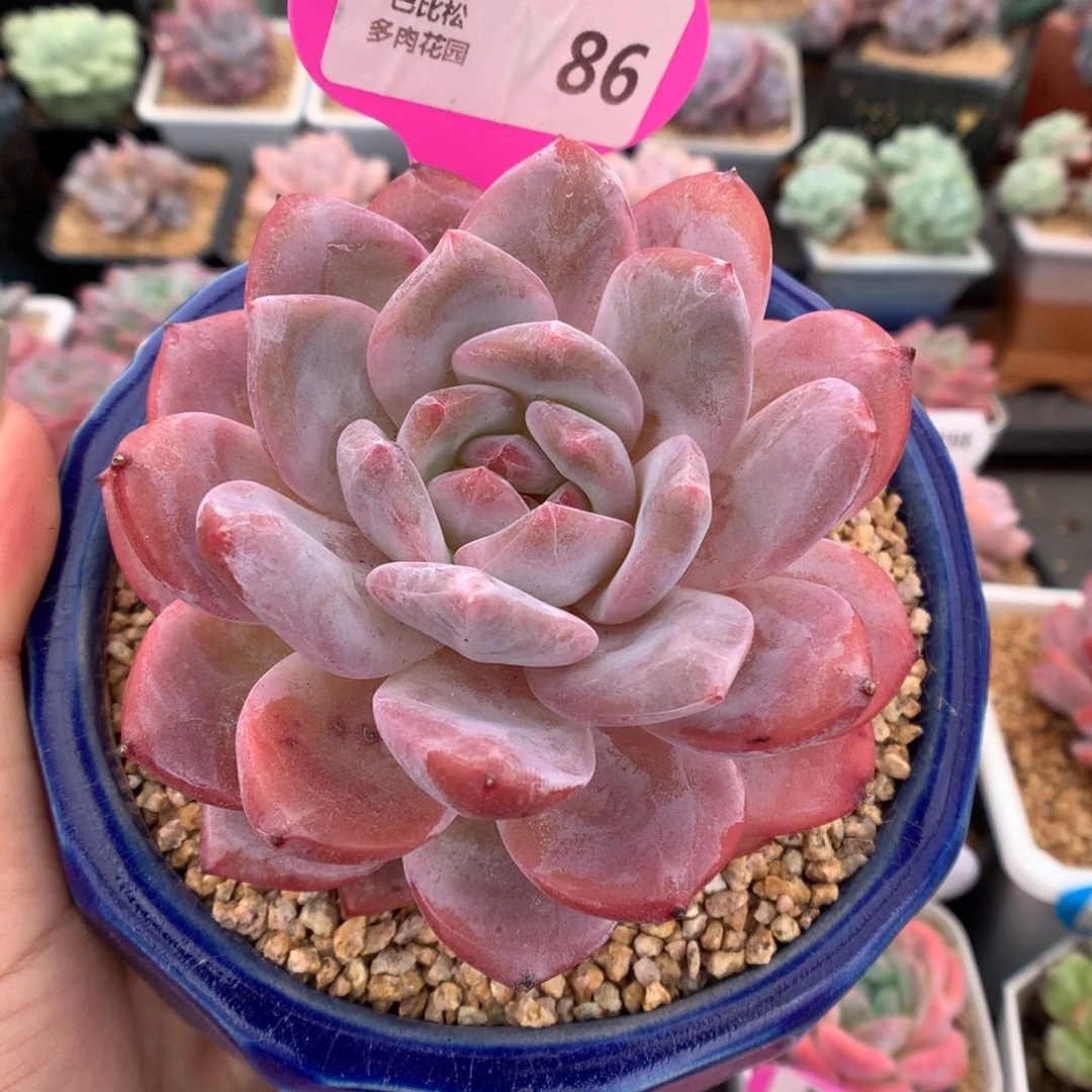 哒***咩86梦露多肉植物一物一拍