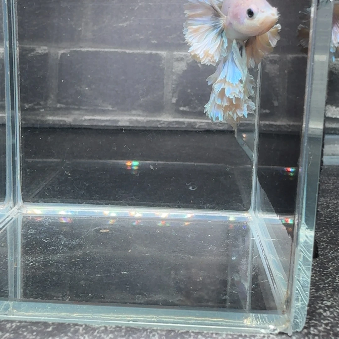 海水鱼35号拍品印尼斗鱼