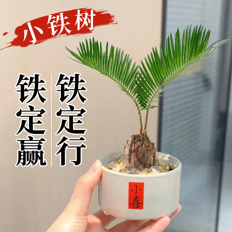 铁树盆栽植物室内好养花卉盆栽桌面小植物创意禅意苏铁造型盆景