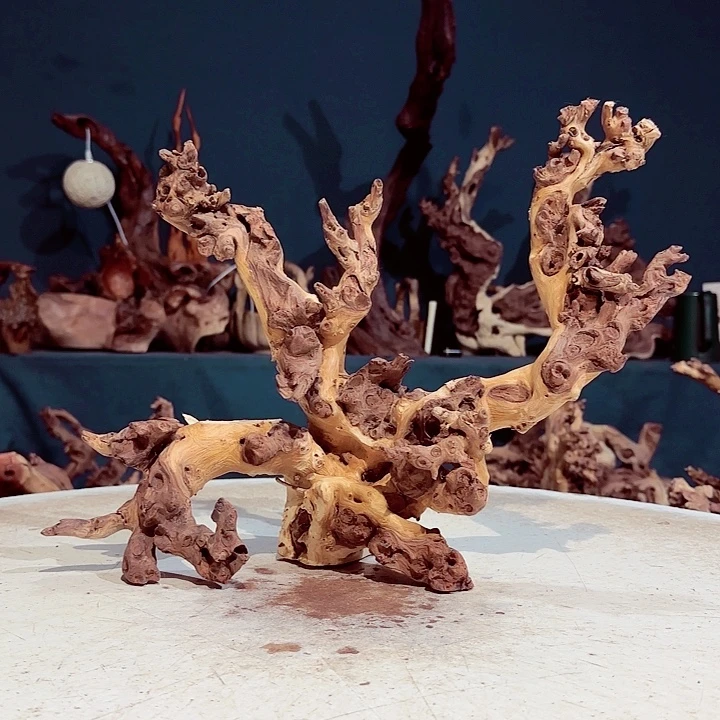 培***生木971 金丝红木羊蹄甲半成品