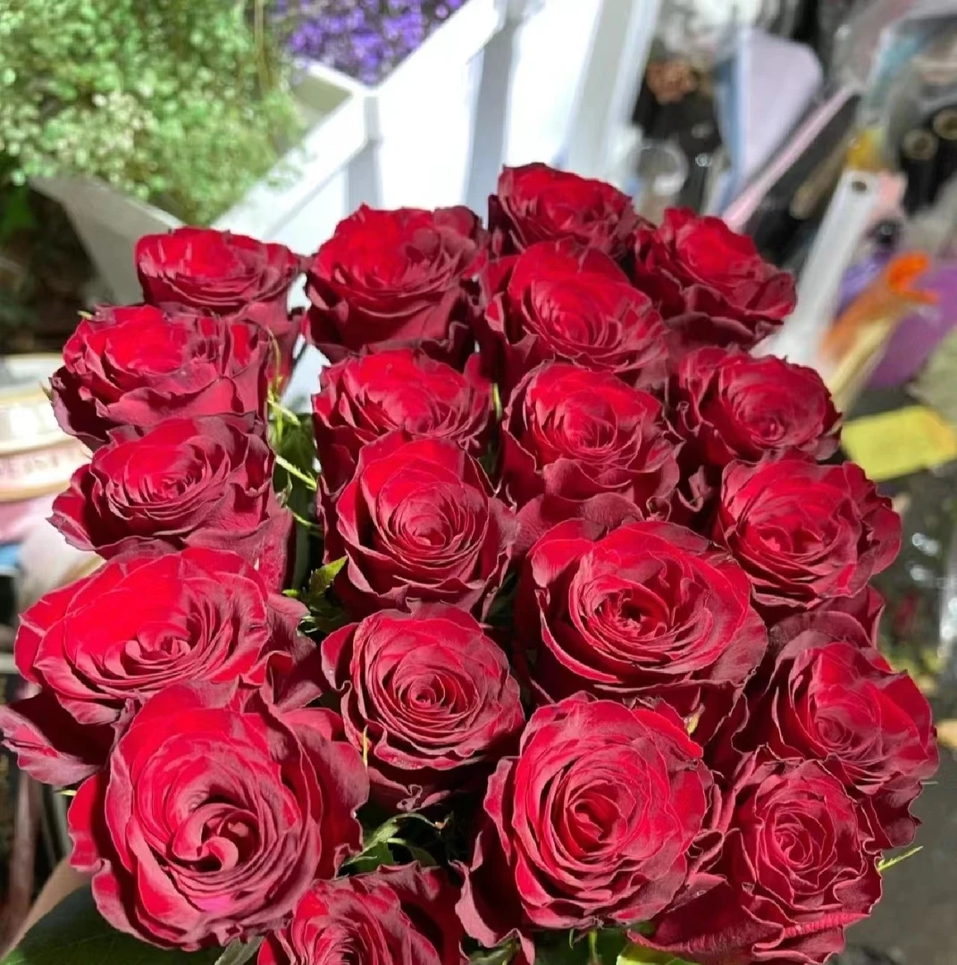 【一单包邮】单头高原红玫瑰【三单升级京东或顺丰】云南基地直发