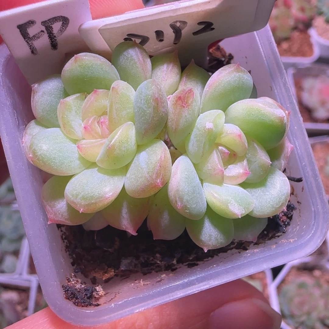 192福利浮萍双头群生不包整