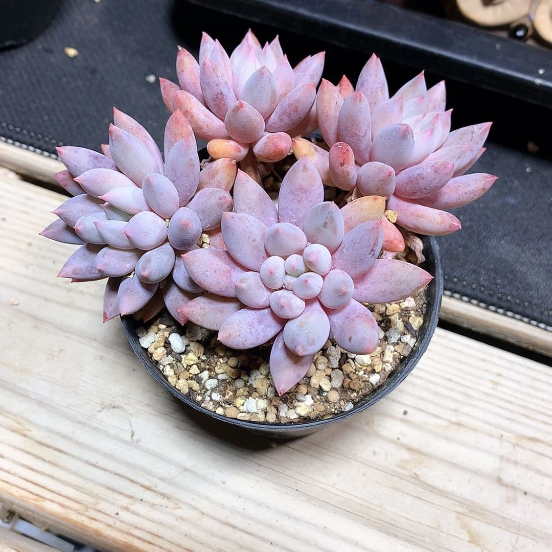 紫**铃所罗门四头多肉一颗11厘米