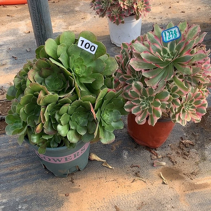 修过侧芽2个100-1238