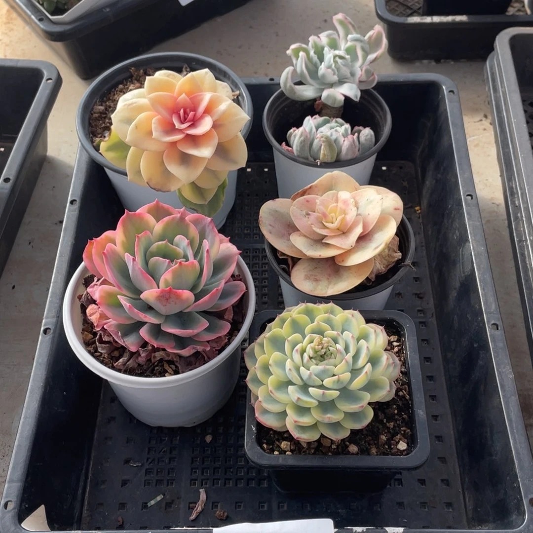 淘多肉春节福利价格