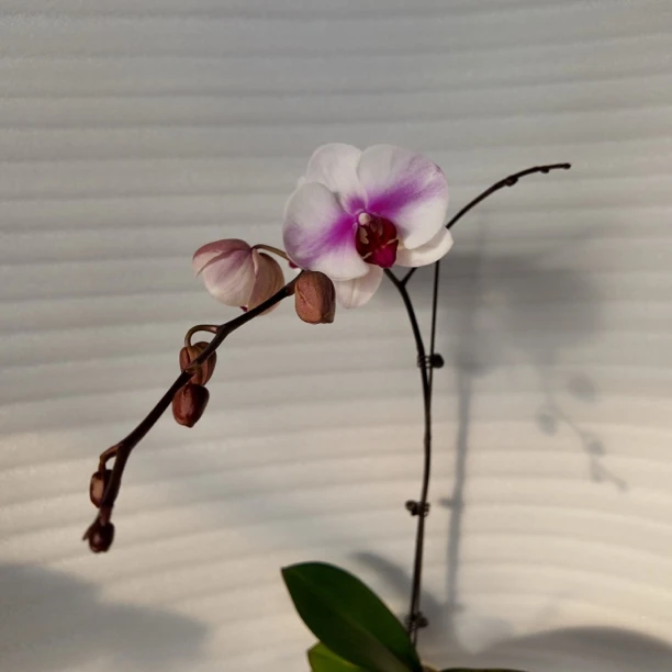 特价【特价婚纱】3.0寸 带花带花苞