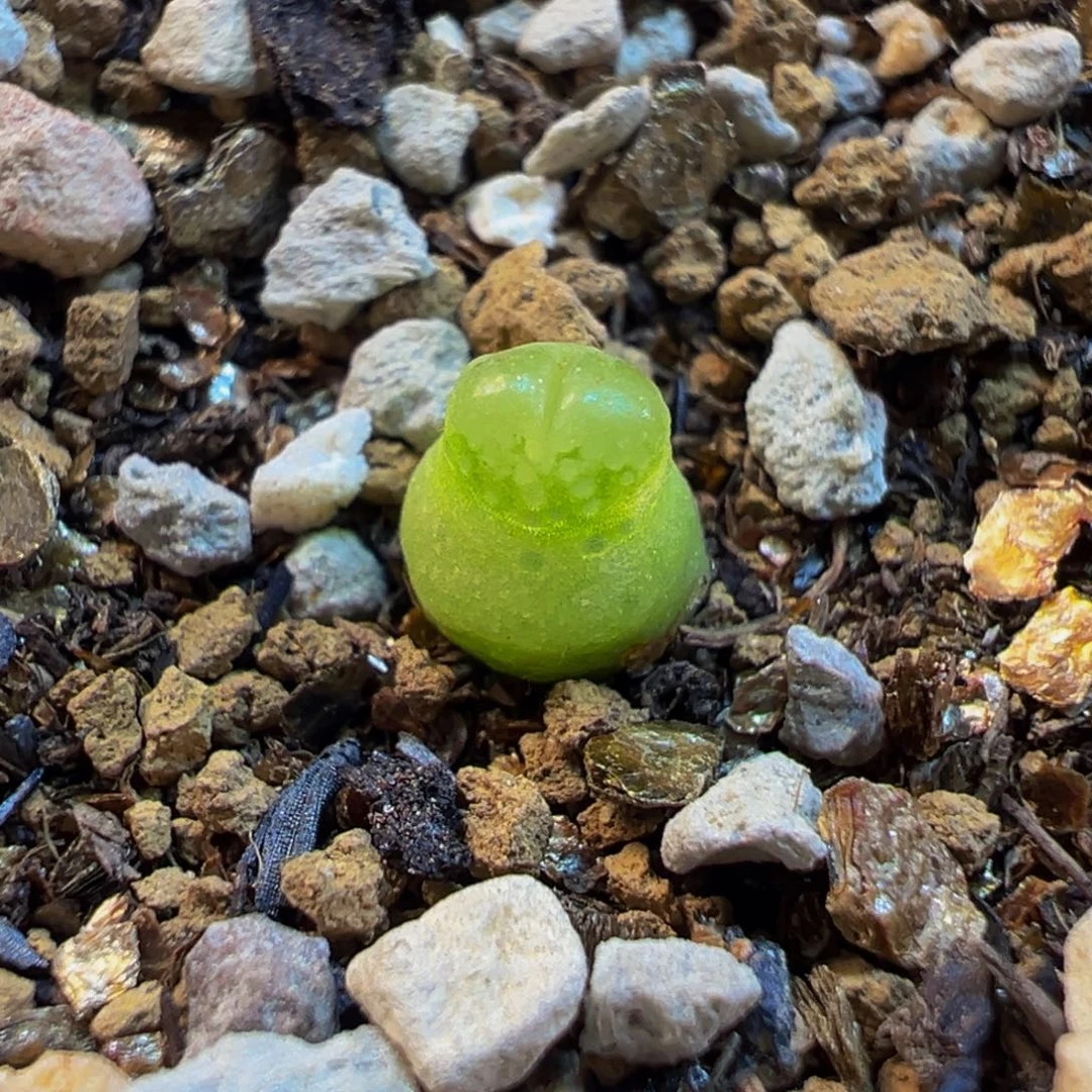 小葫芦多肉植物带盆