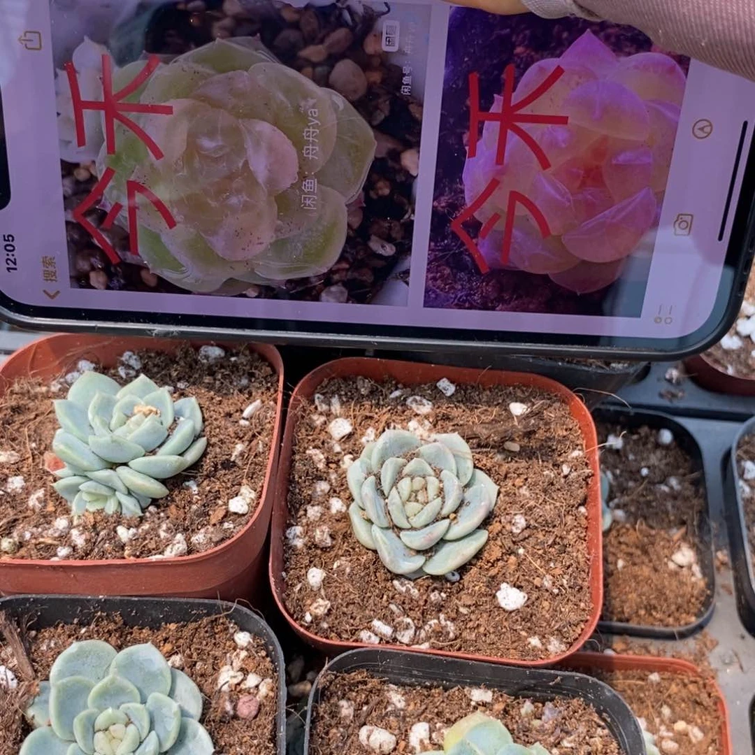 新上盆今禾一个多肉量拍