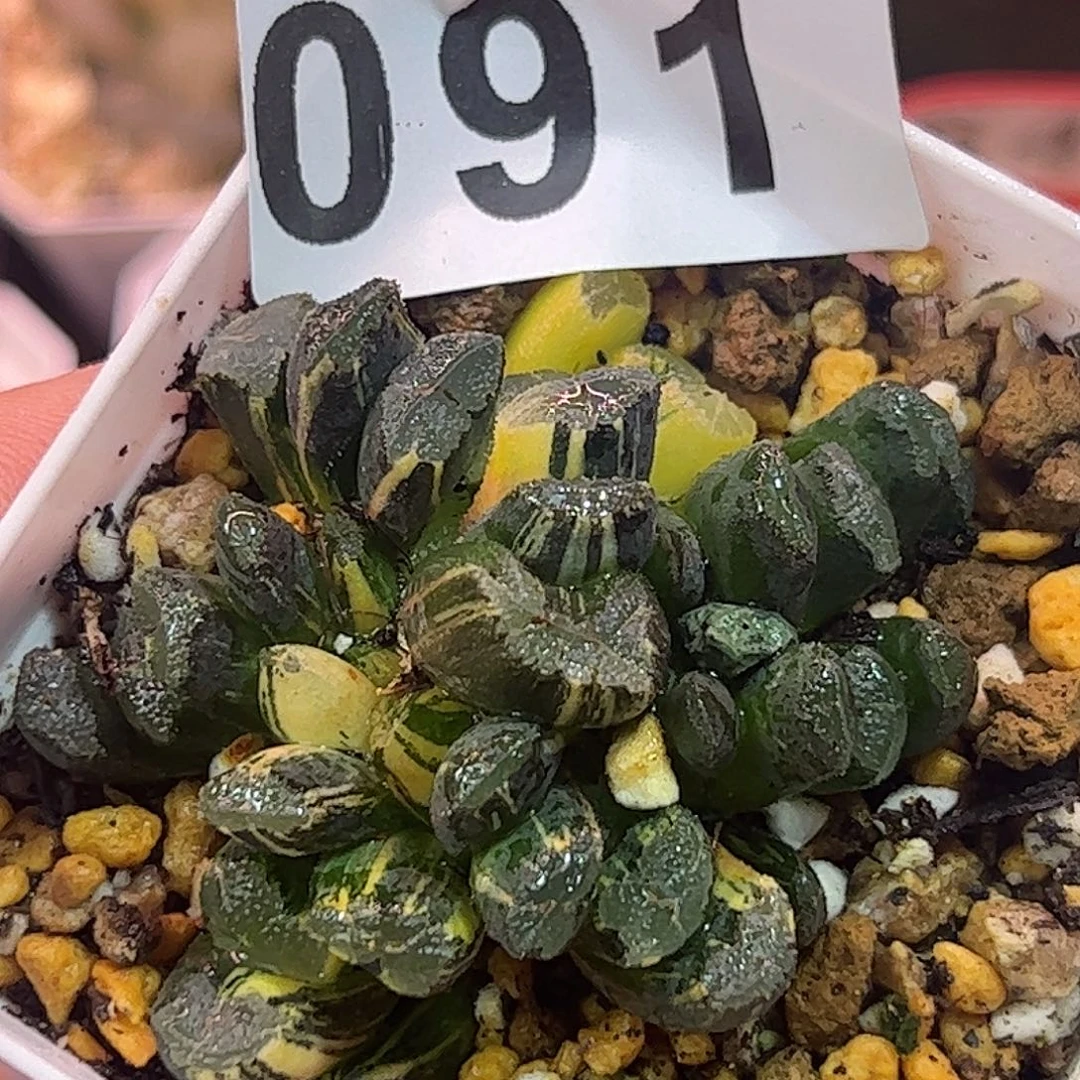 清万象锦十二卷多肉植物