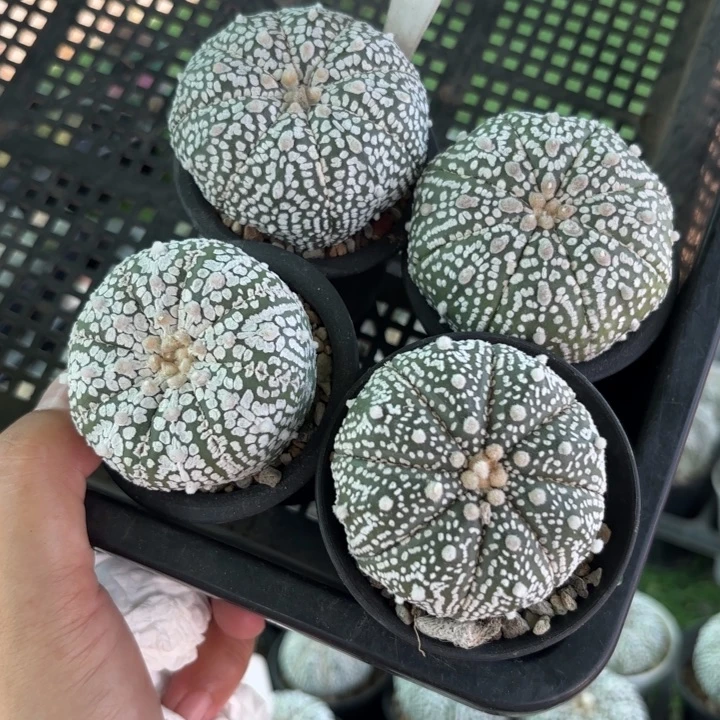 591四个实生好养皮实