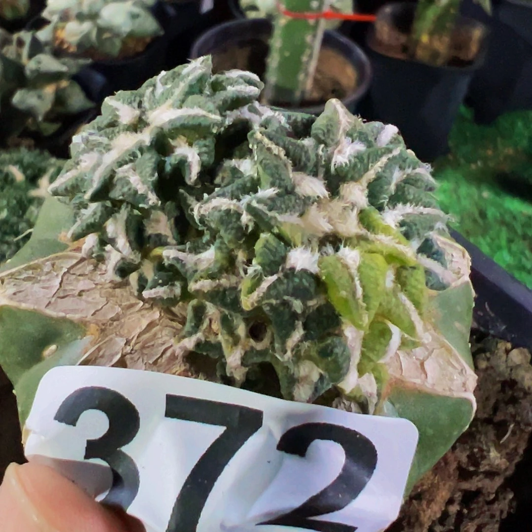 无花朵福利双头姬牡丹锦372