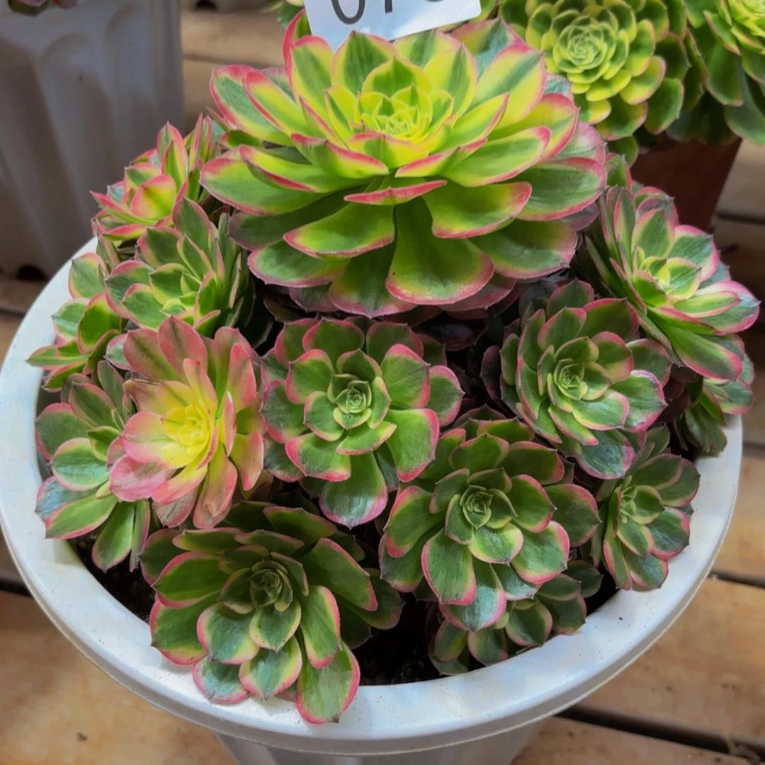 南***王078多肉植物海鲜特价
