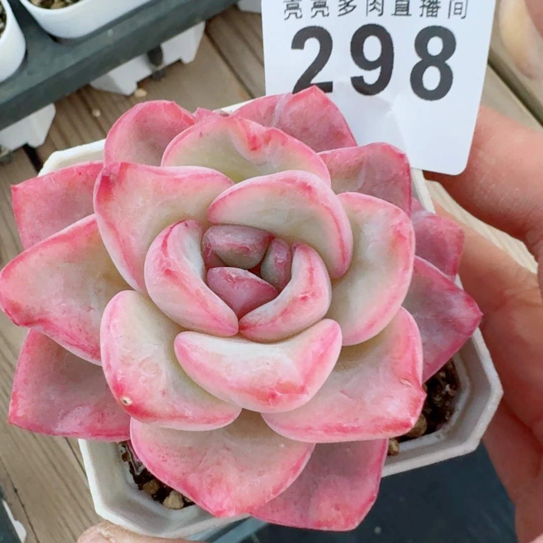 泡芙      愿你一路坦途，乘风破浪展宏图