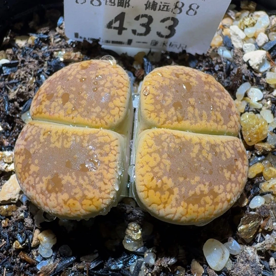 Sssss清仓便宜出433卡3.3