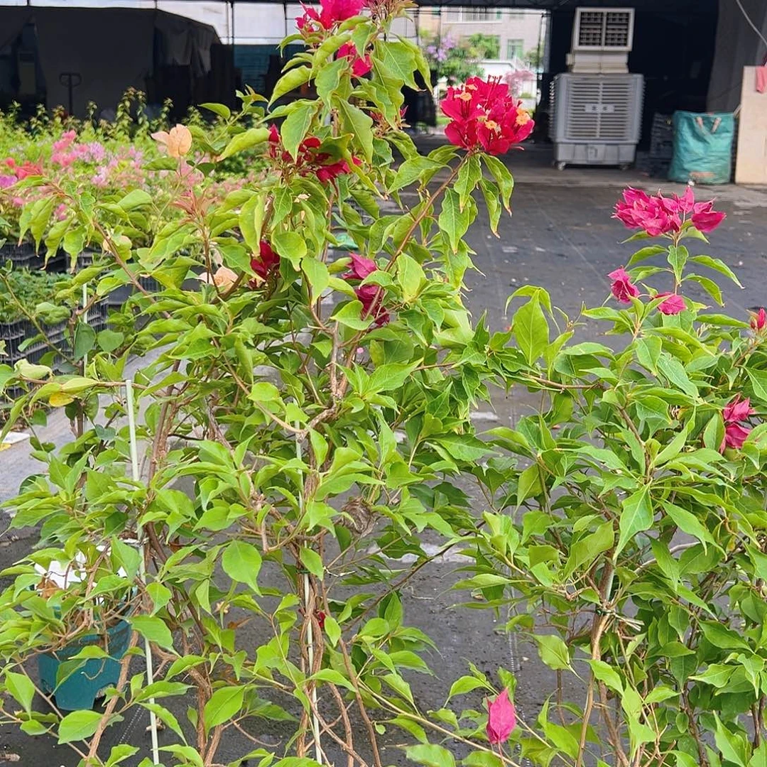当前无花栽培后可以开花紫红桑巴带竹一棵