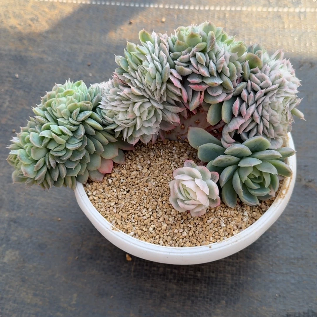 冰梅锦缀锦上园艺一物一拍