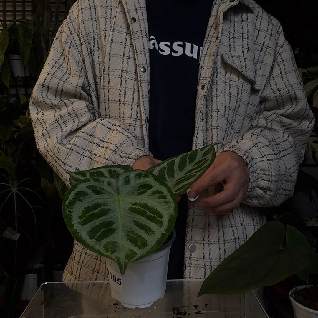 完全开放X23铜锣烧