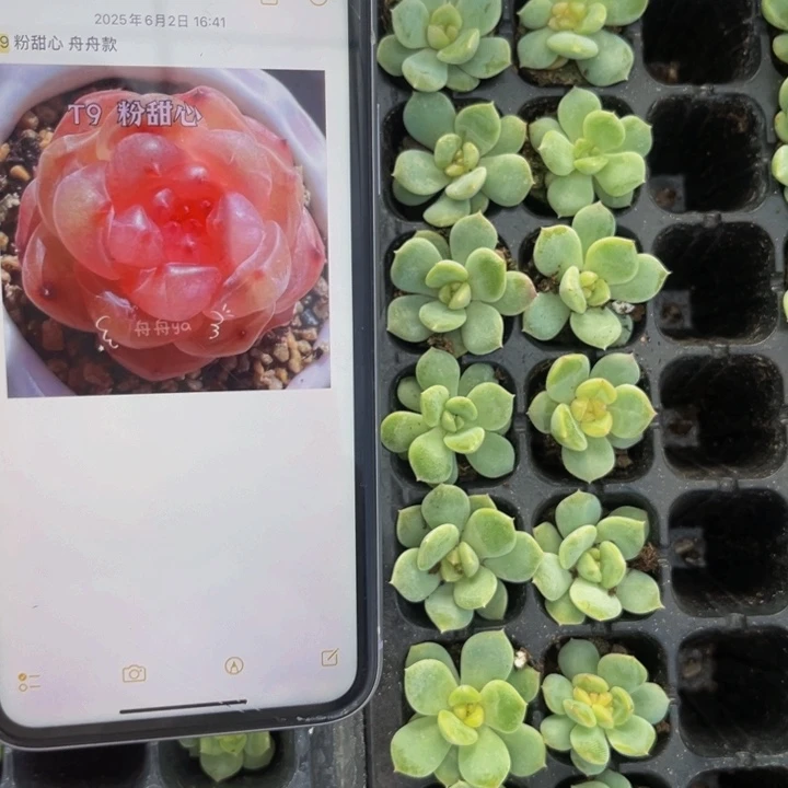 t9粉甜心,9.9包邮