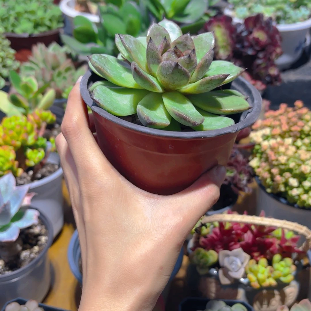 黑水晶新疆包邮9.9