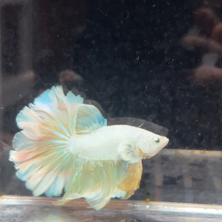 斗鱼24号打折出鱼香草味雪糕