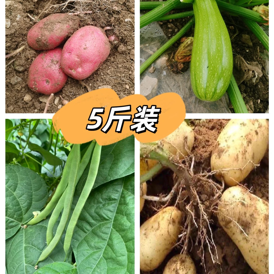四川高山蔬菜礼盒当季新鲜蔬菜土豆三月瓜四季豆组合5斤装