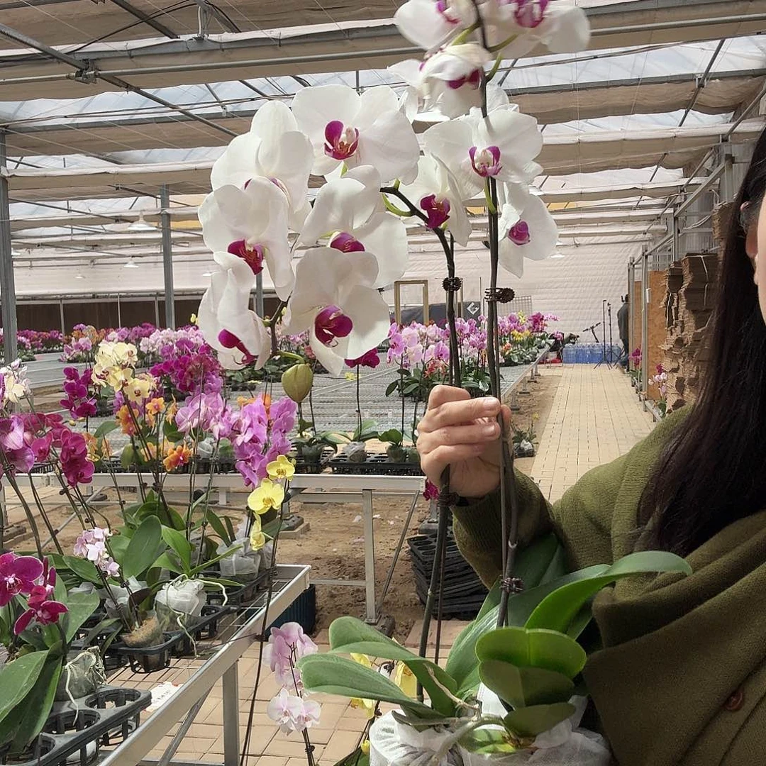 失***楓完全开放3.5寸白花红心两颗不售后