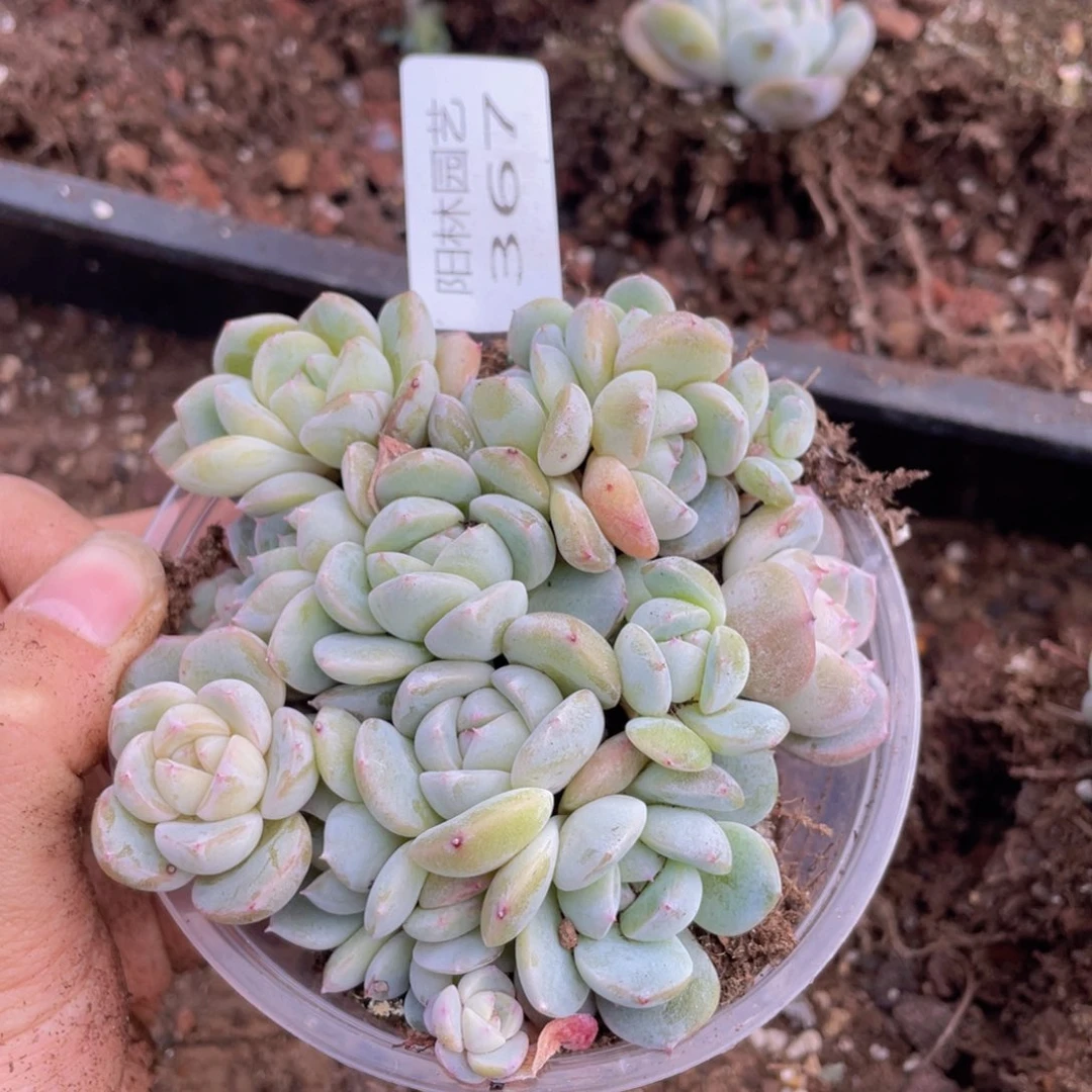 多肉植物多肉植物367