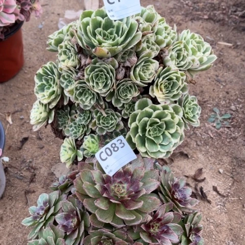 多肉植物迈巴赫红丝绒