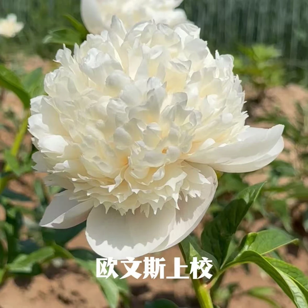 欧文斯上校 进口芍药