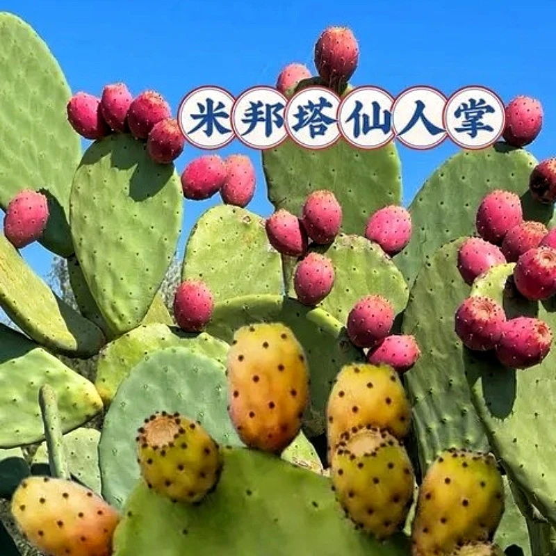 米邦塔可食用仙人掌盆栽黄果多肉鲜叶片绿植大仙人掌切片药用外敷