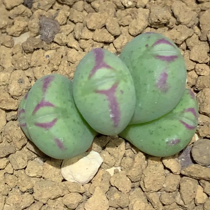 精品多肉植物精品多肉