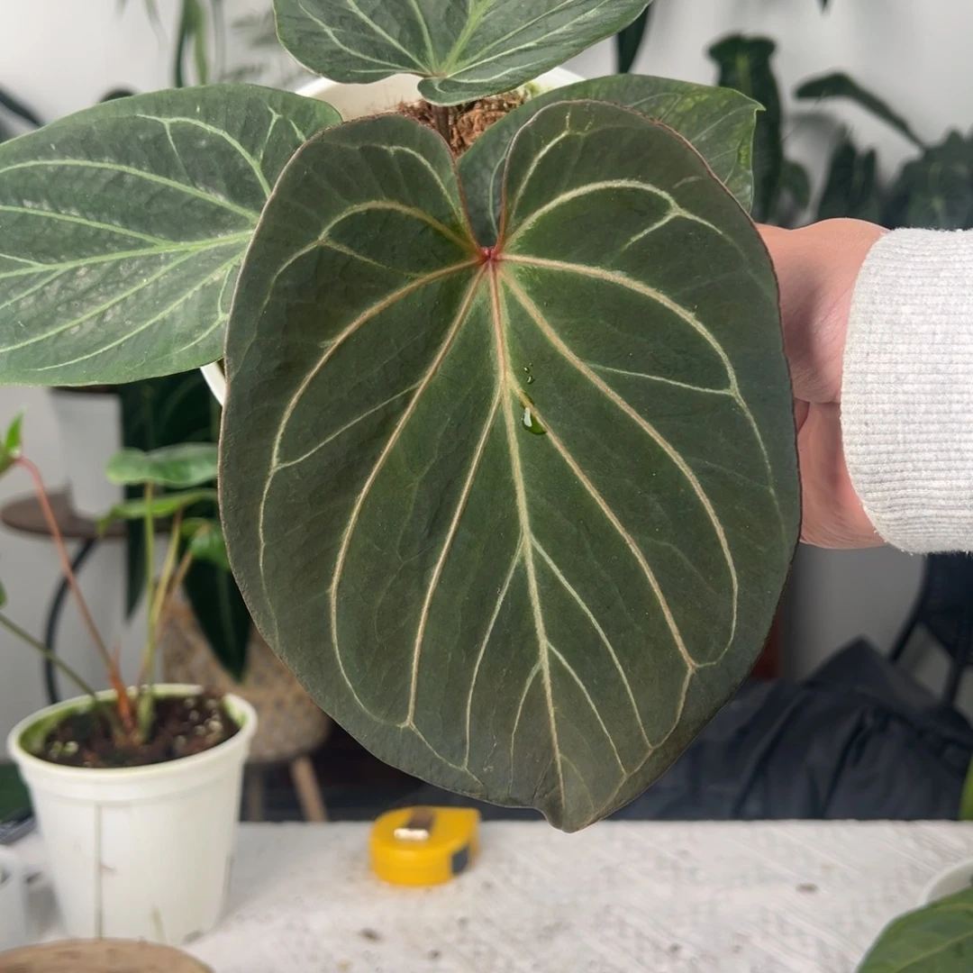 完全开放Hu家Kos｜黑桃王牌花烛