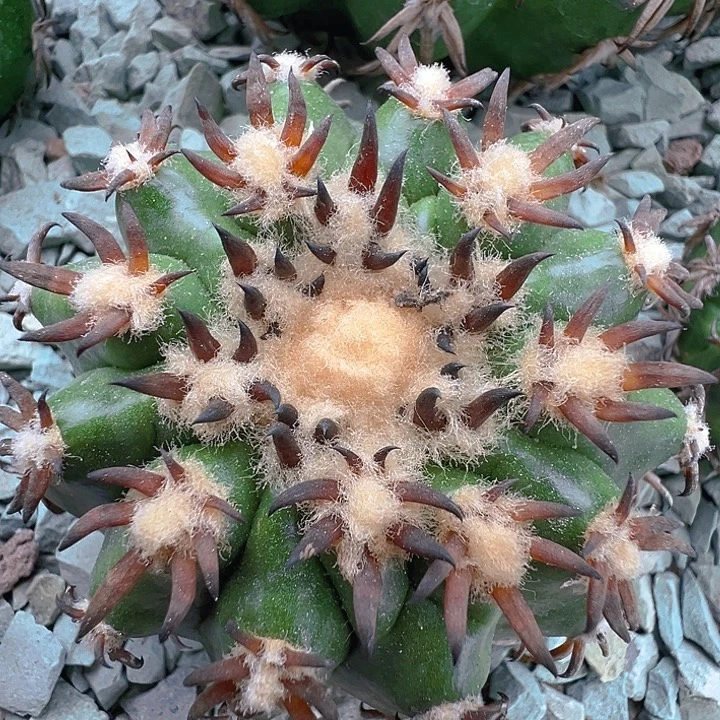 猫爪圆盘玉。苗接落地自根 微瑕