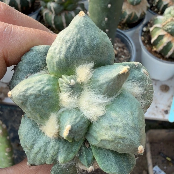 无花朵805白肌牛舌怒涛牡丹
