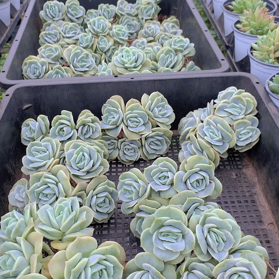 可爱玫瑰群平头456678899999