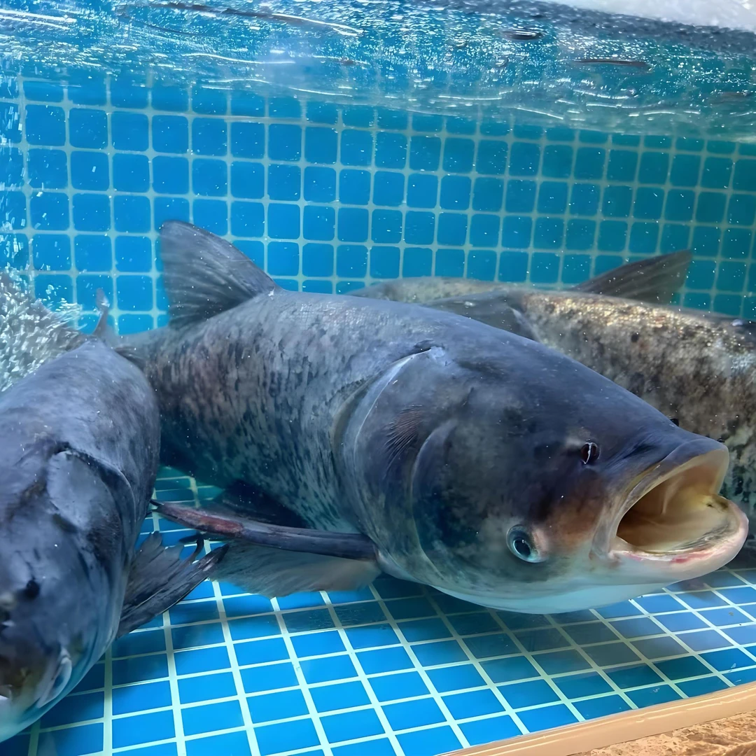 鲜活雄鱼（默认不宰杀）