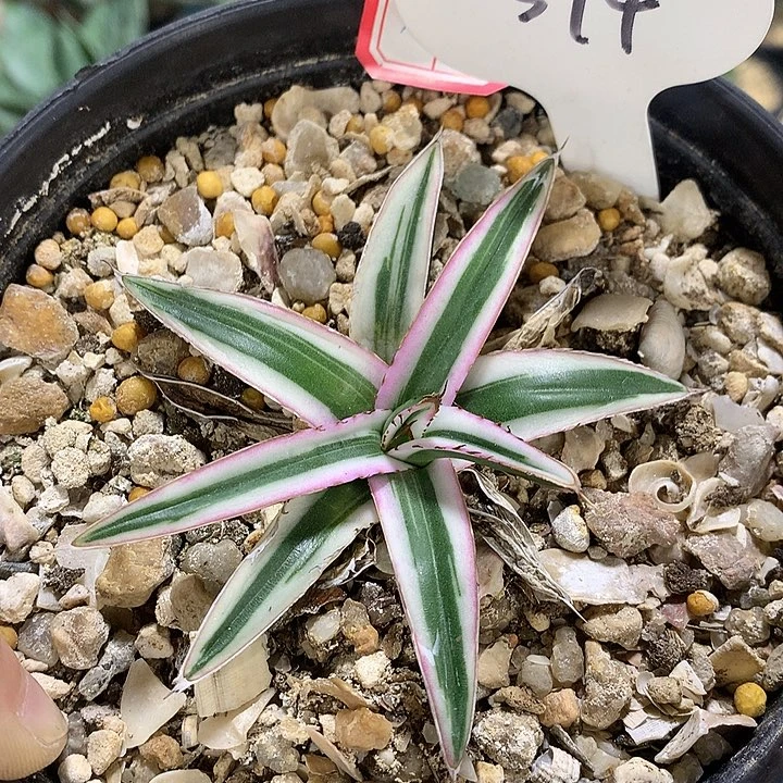 红**伦374冰山6666666666666