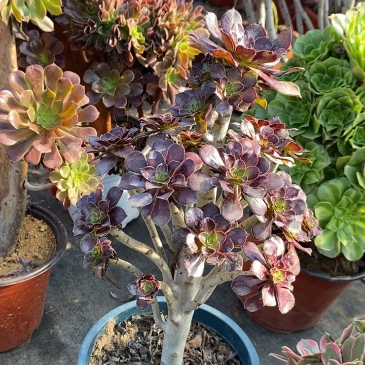 黑法多肉植物9。