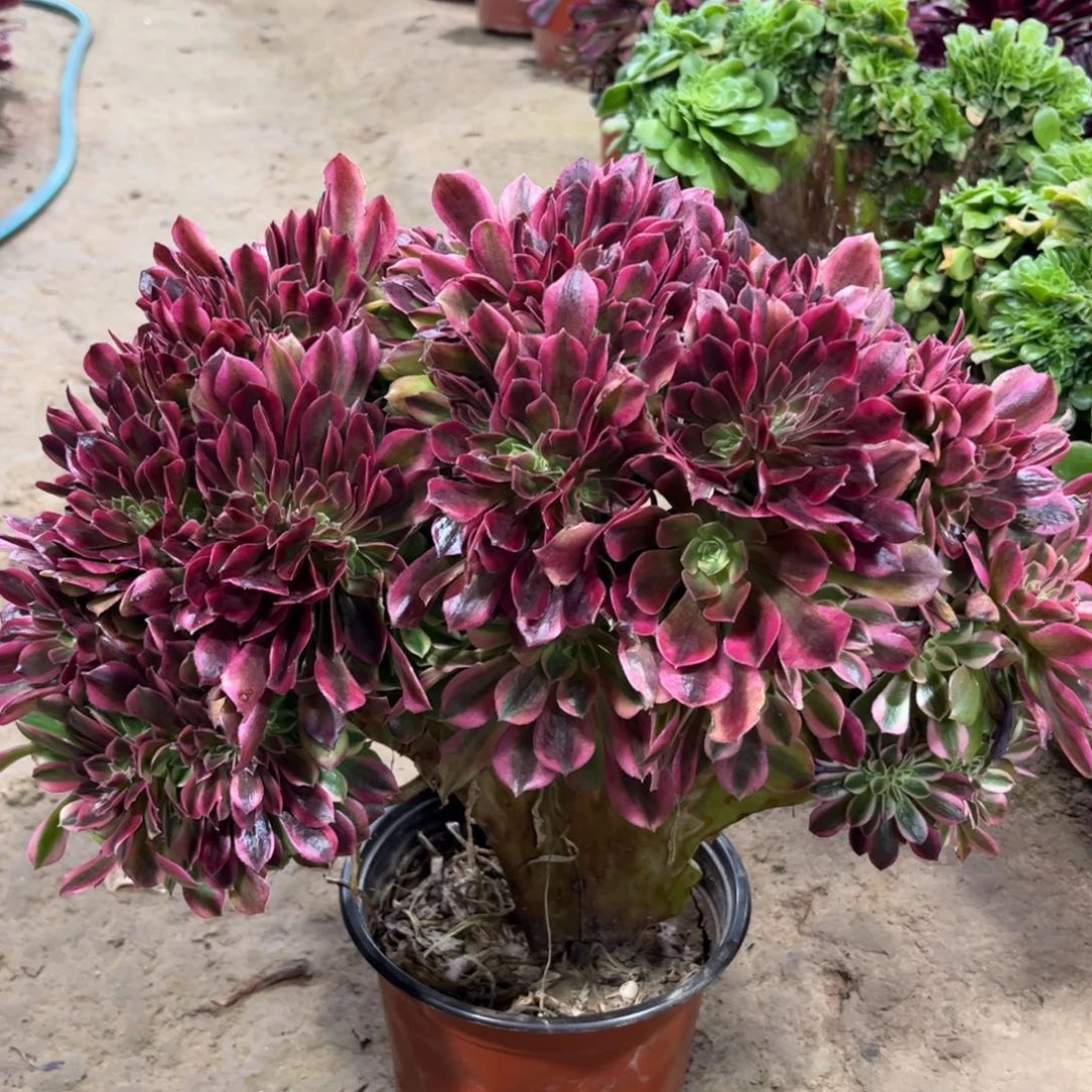 131雅典娜缀化多肉植物法师