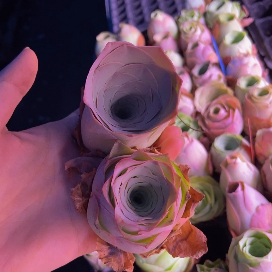 随***飘山地玫瑰多肉植物花卉58号