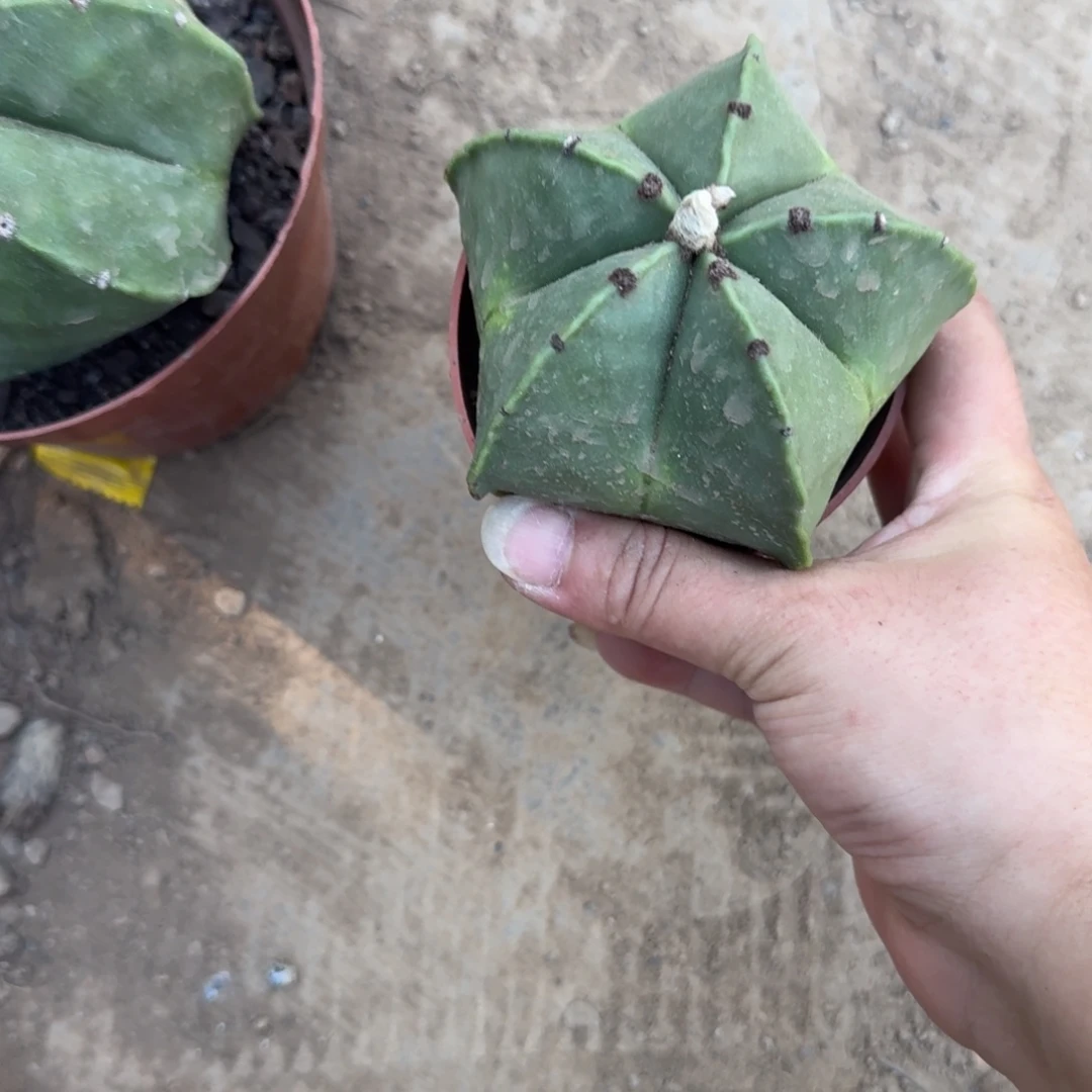 向****可口可乐了可口可乐