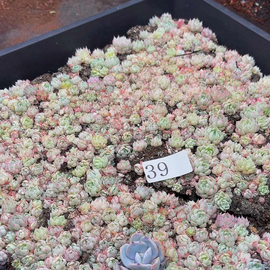 多肉植物多肉植物39