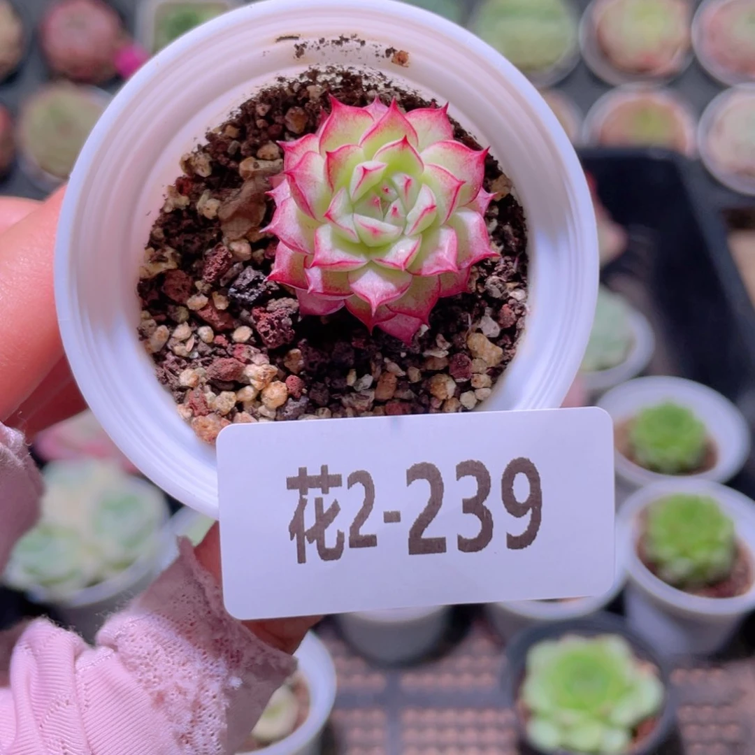 花利美2-239女王玫瑰