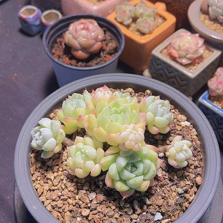 格*黄金石英，多肉植物