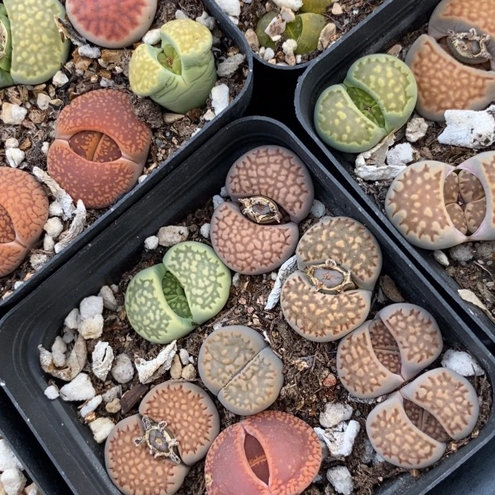 生石花一颗生石花