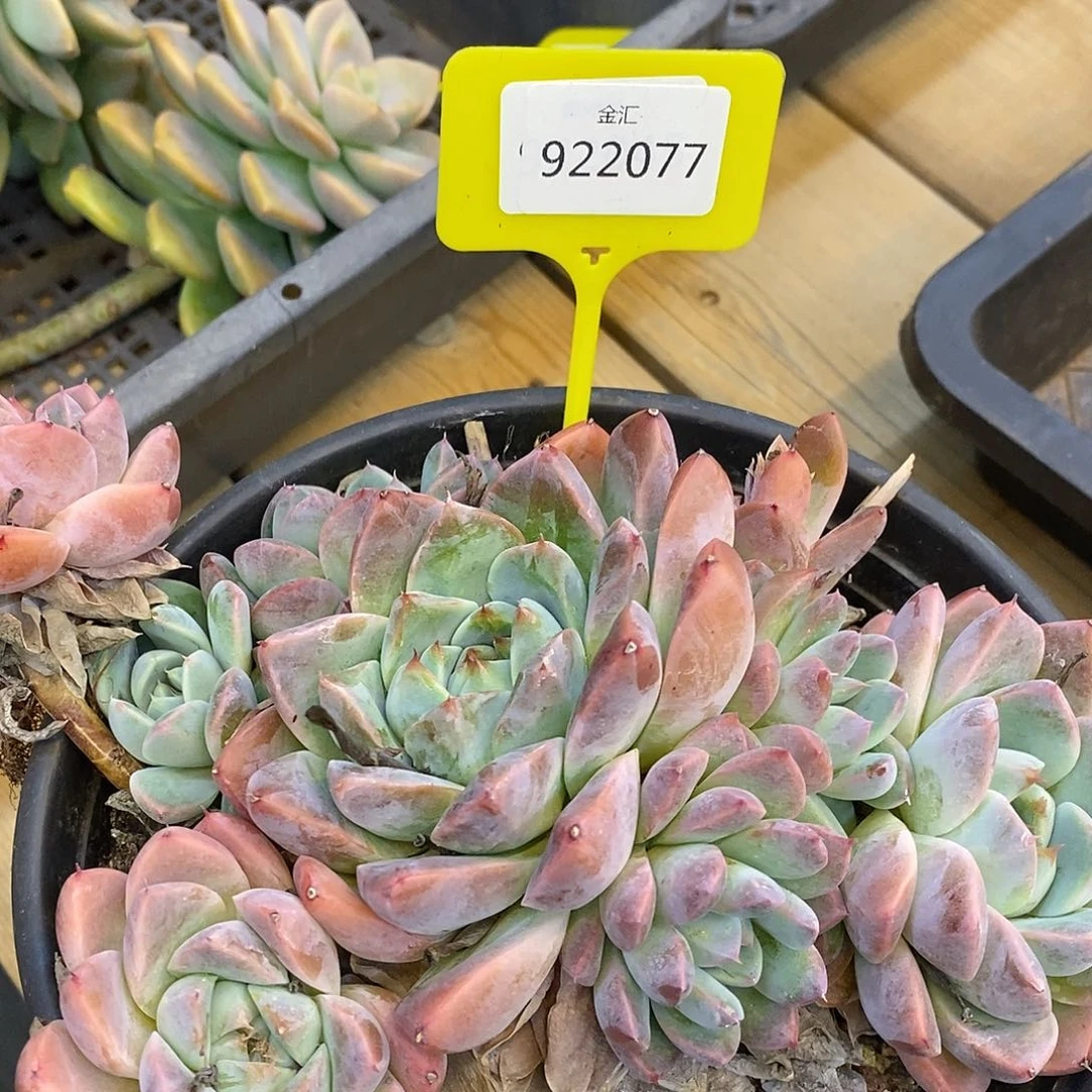 ?***寻福利多多。922077