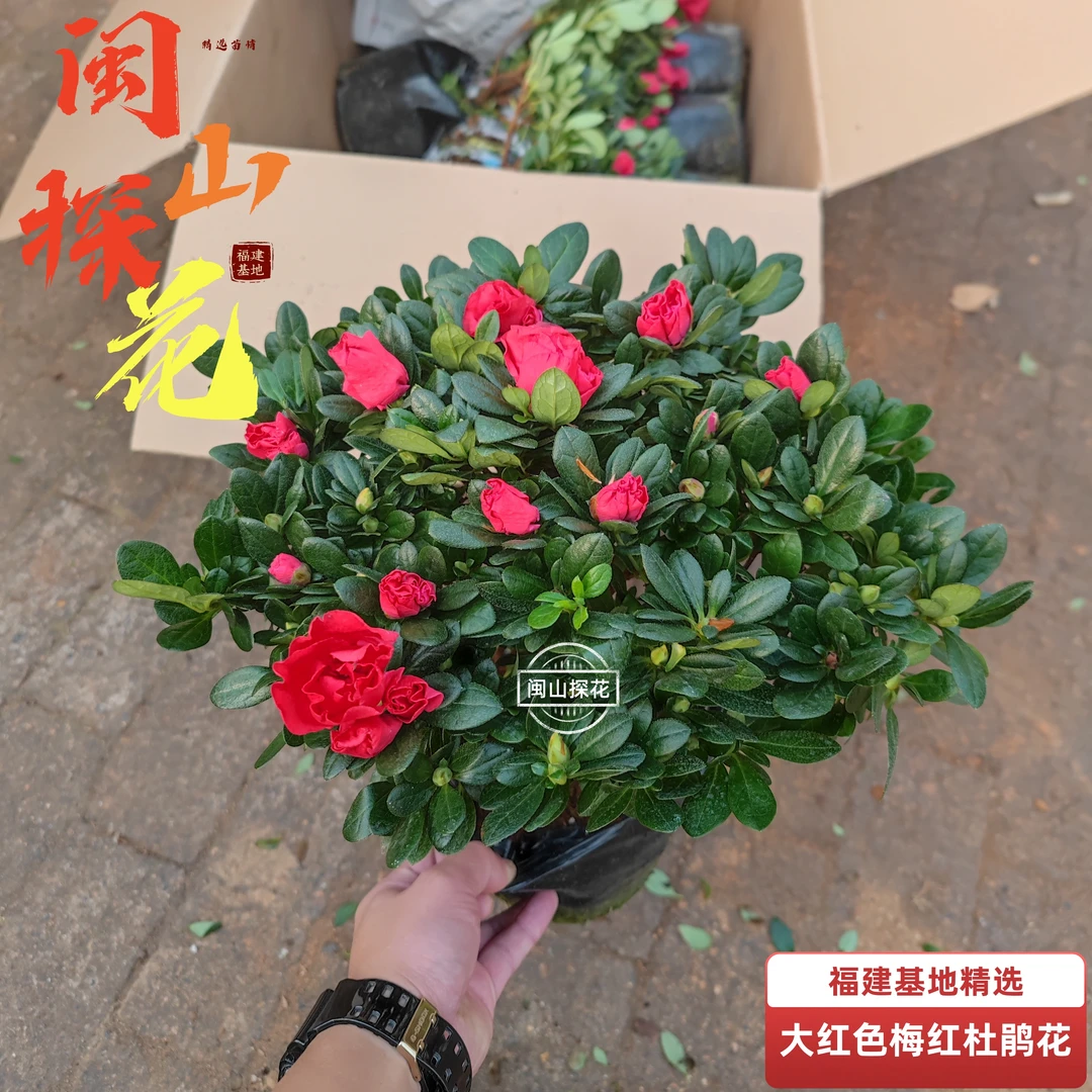 大红色带花苞杜鹃花盆栽室内外好养四季开花绿植花卉盆栽