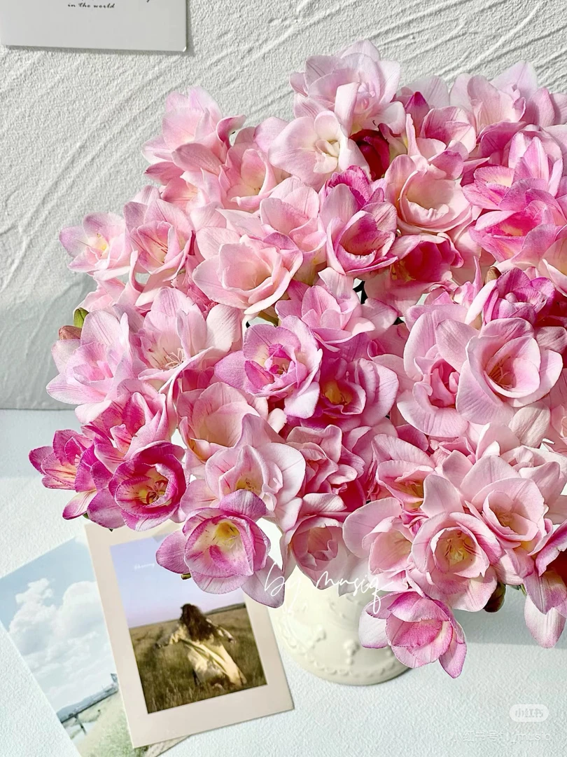 （香雪兰，小苍兰）蜜月8-10支！三件顺丰空运20%不售后