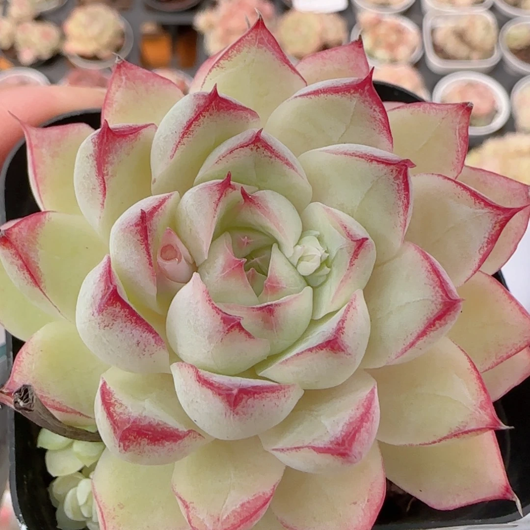 花语多肉1226-223